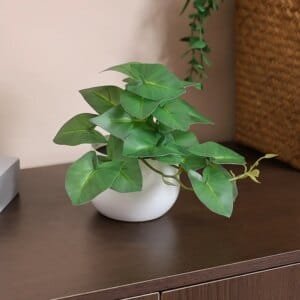 desktop decorative plant