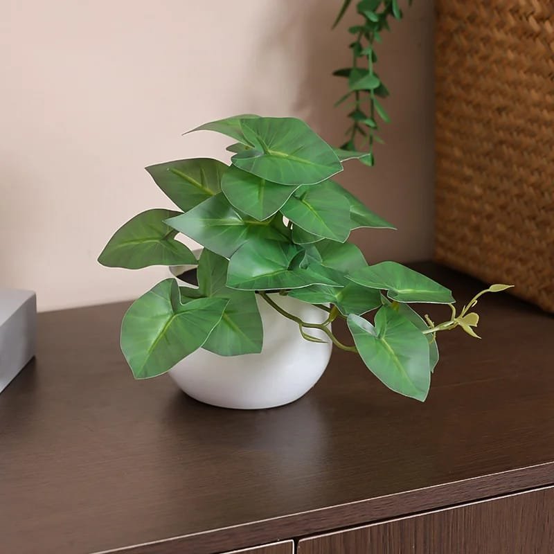 desktop decorative plant