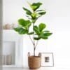 76-135cm Artificial Ficus Tree Moraceae Plants Tropical Banyan Leaves For Indoor Outdoor Office Room Farmhouse Bonsai Decor