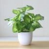 artificial plant pot for living room table